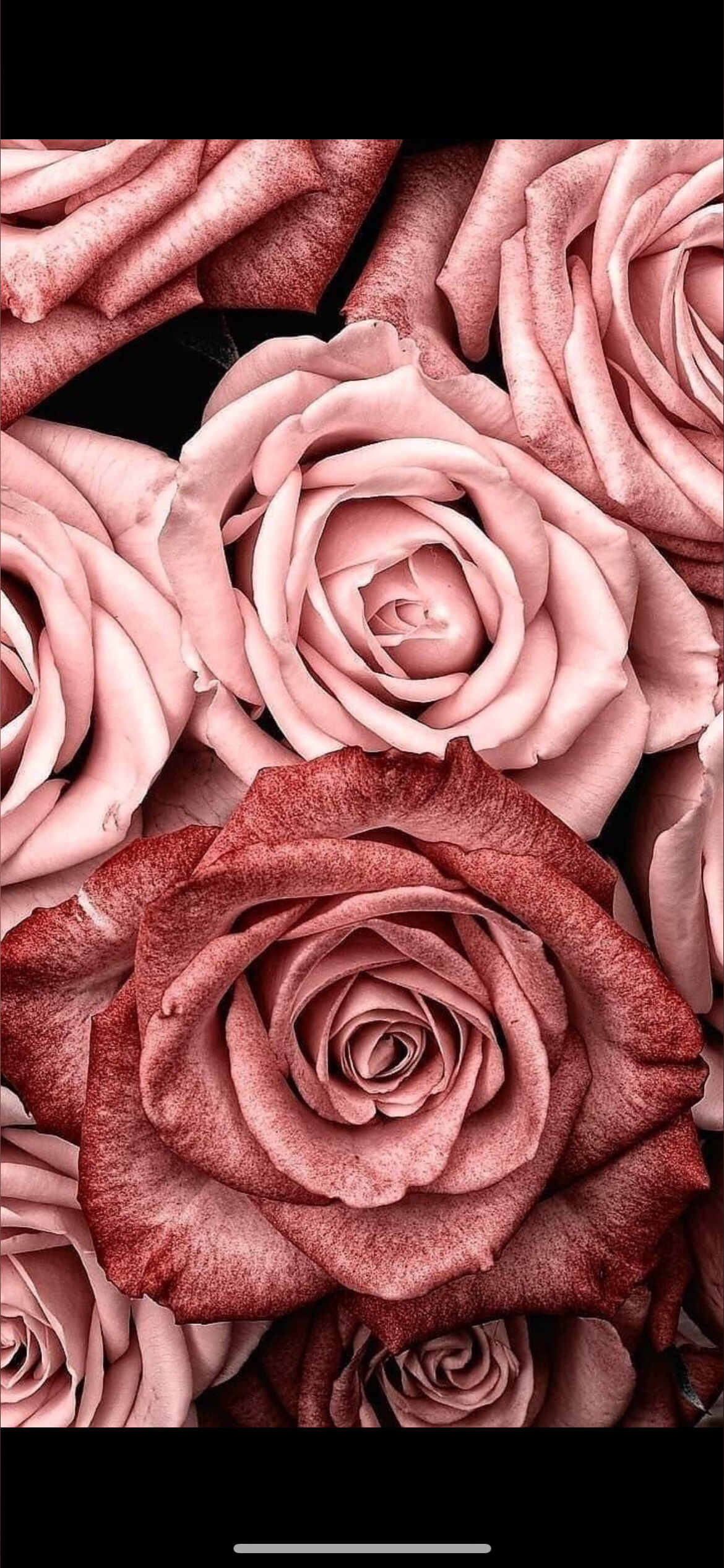 Mila Magnolia OnlyFans header