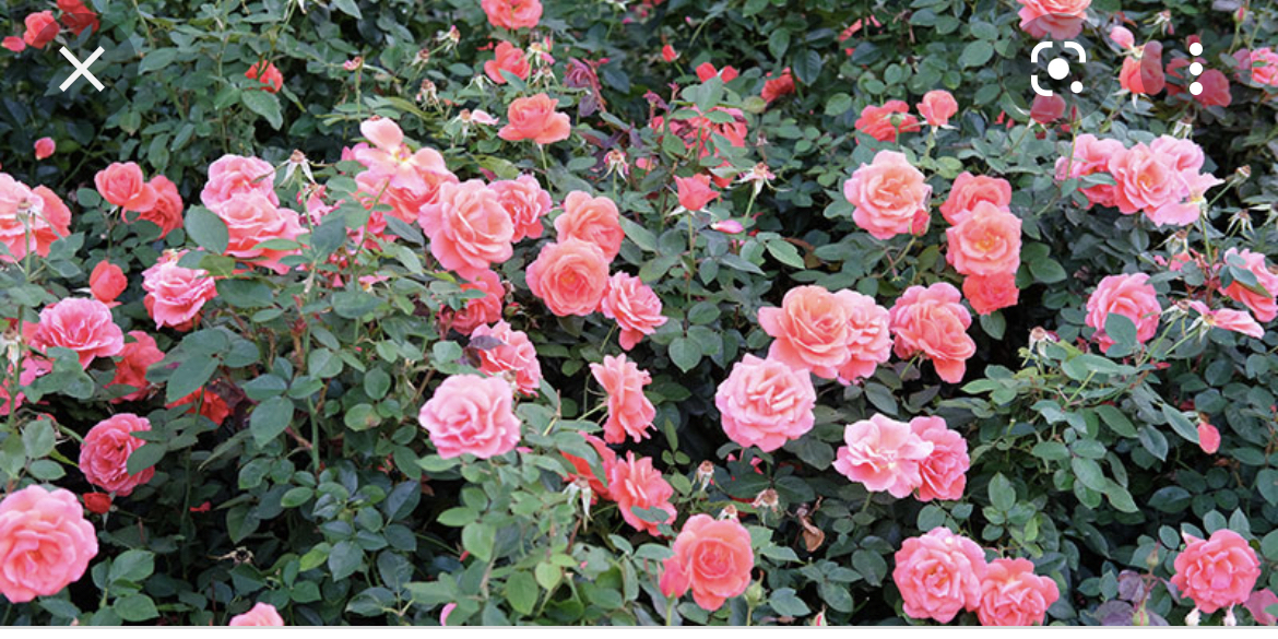 Wyatt Veradi OnlyFans header