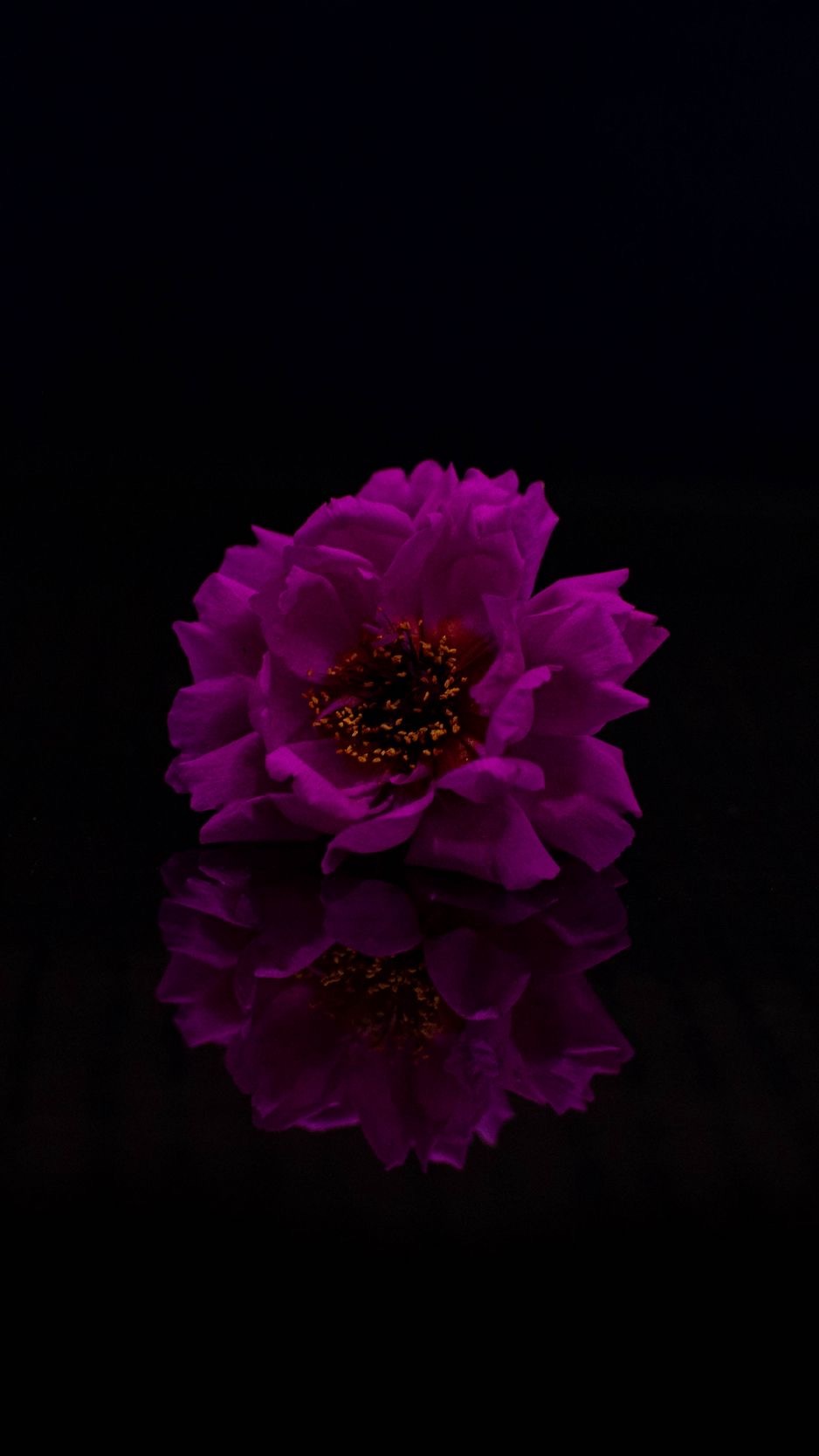 wynter OnlyFans header