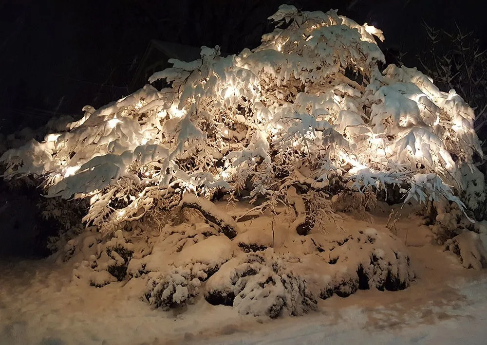 Goddess Mystress - Wynter Roulette OnlyFans header