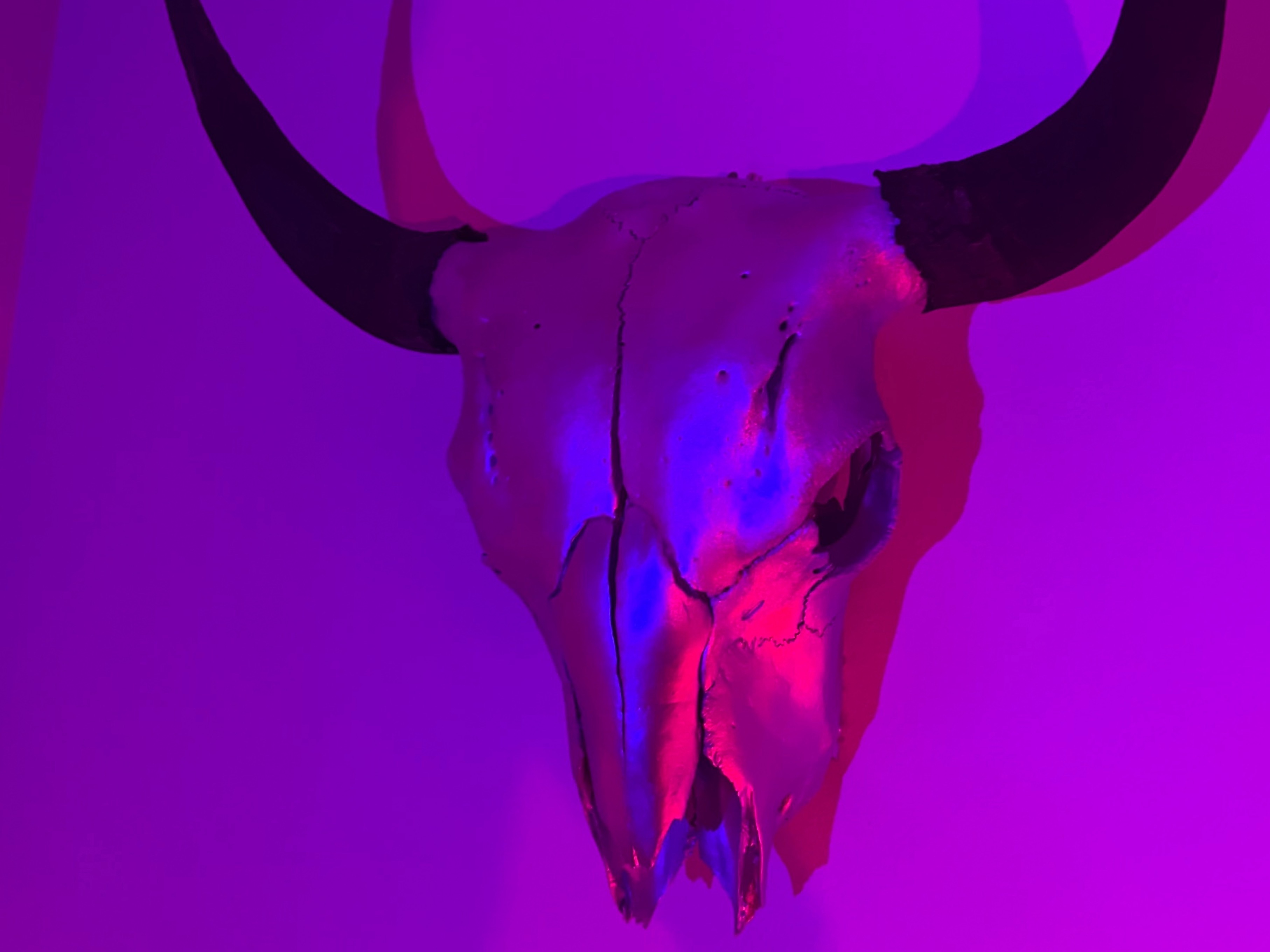 WY Trans Gal - Aurora OnlyFans header