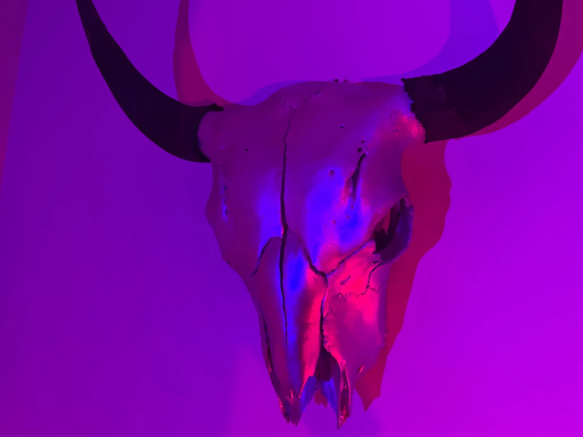 WY Trans Gal - Aurora OnlyFans header