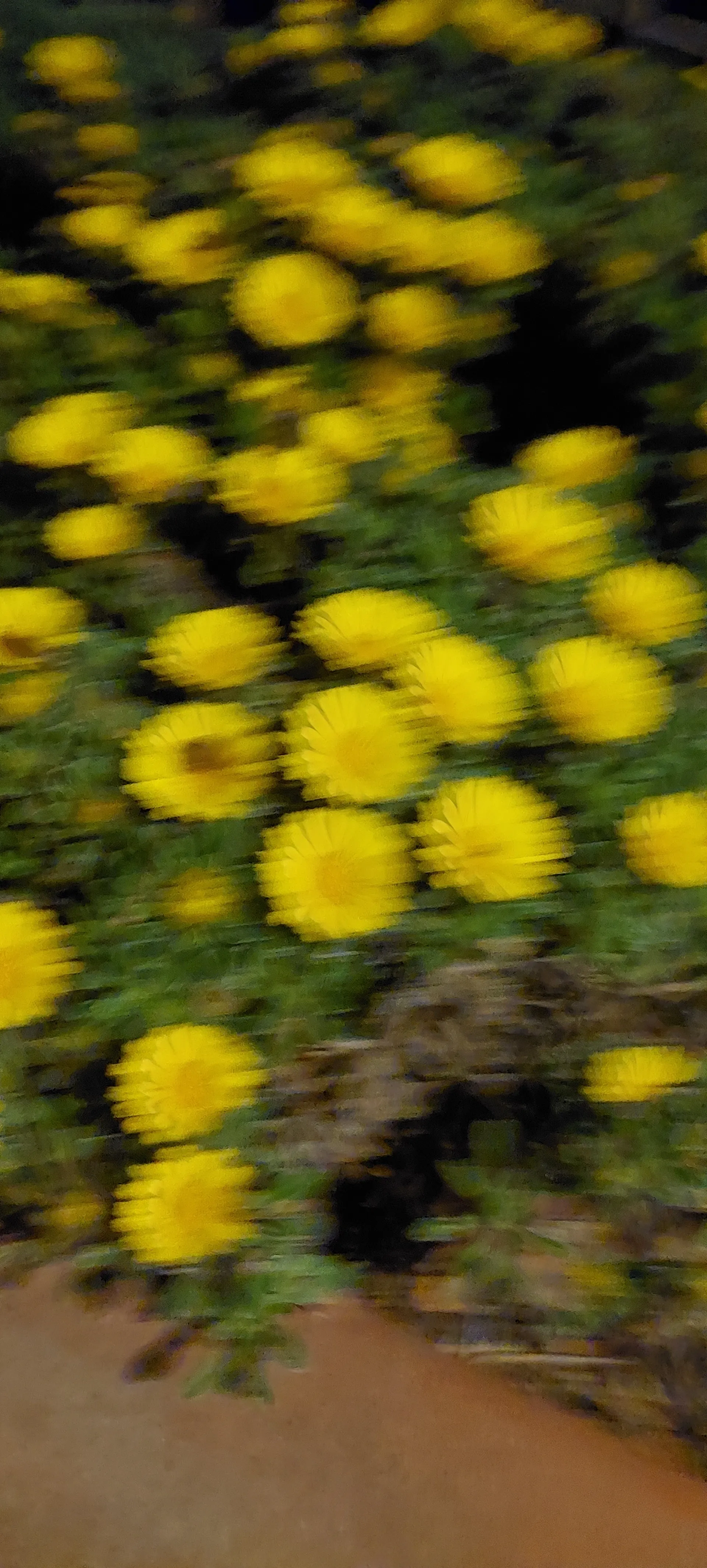 temporarily closed🌱 OnlyFans header