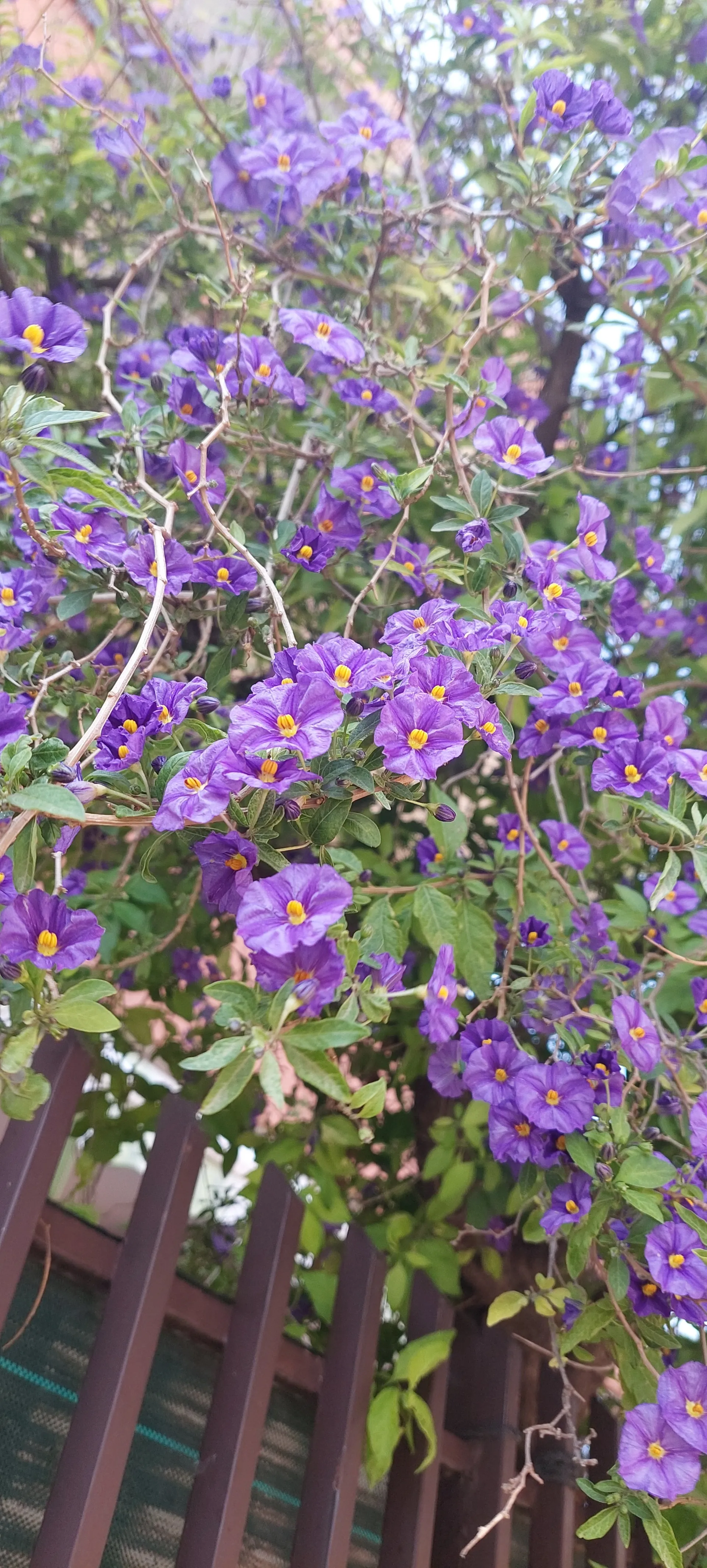 alə🌱 OnlyFans header