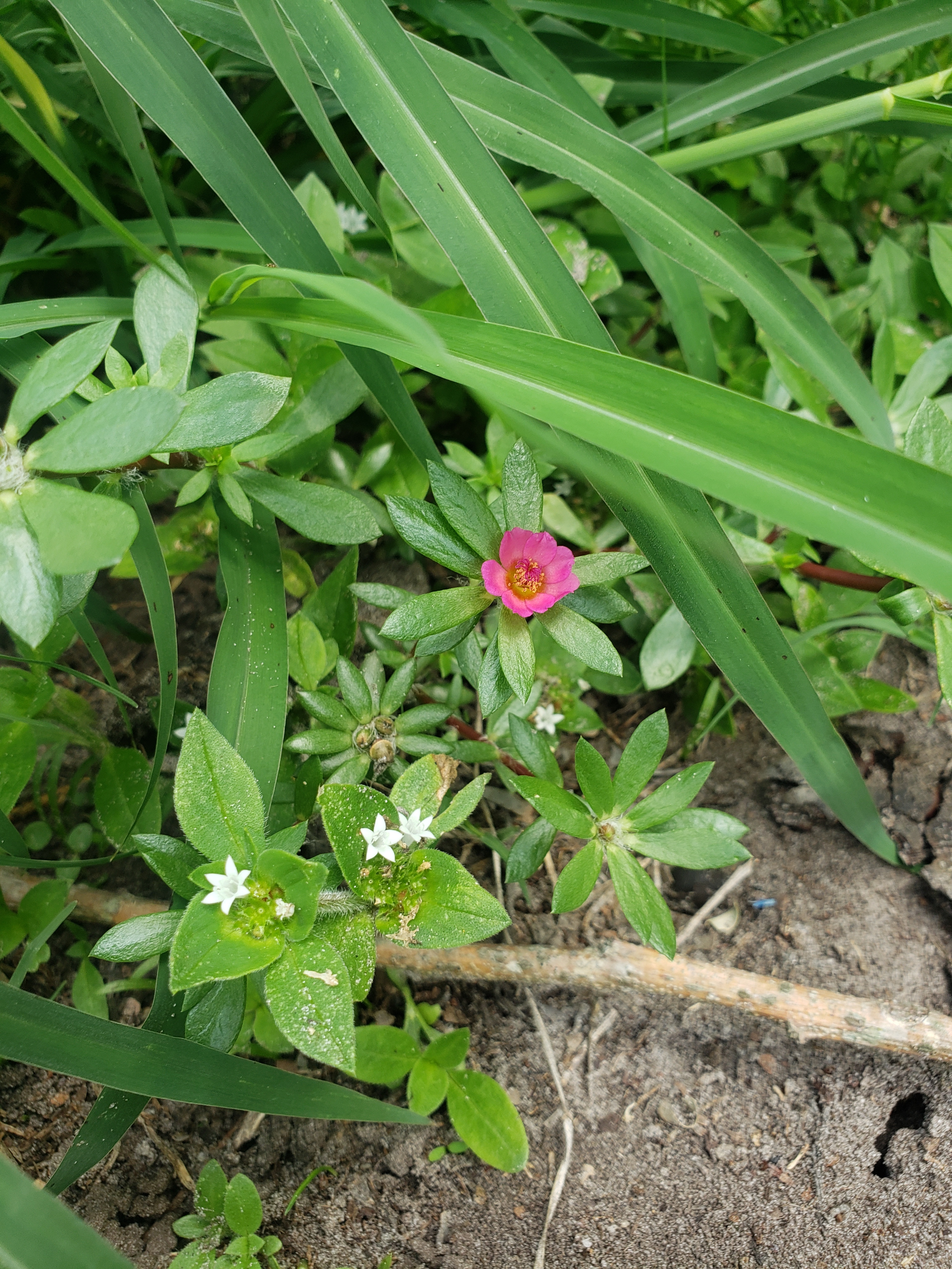 Becca Lola OnlyFans header