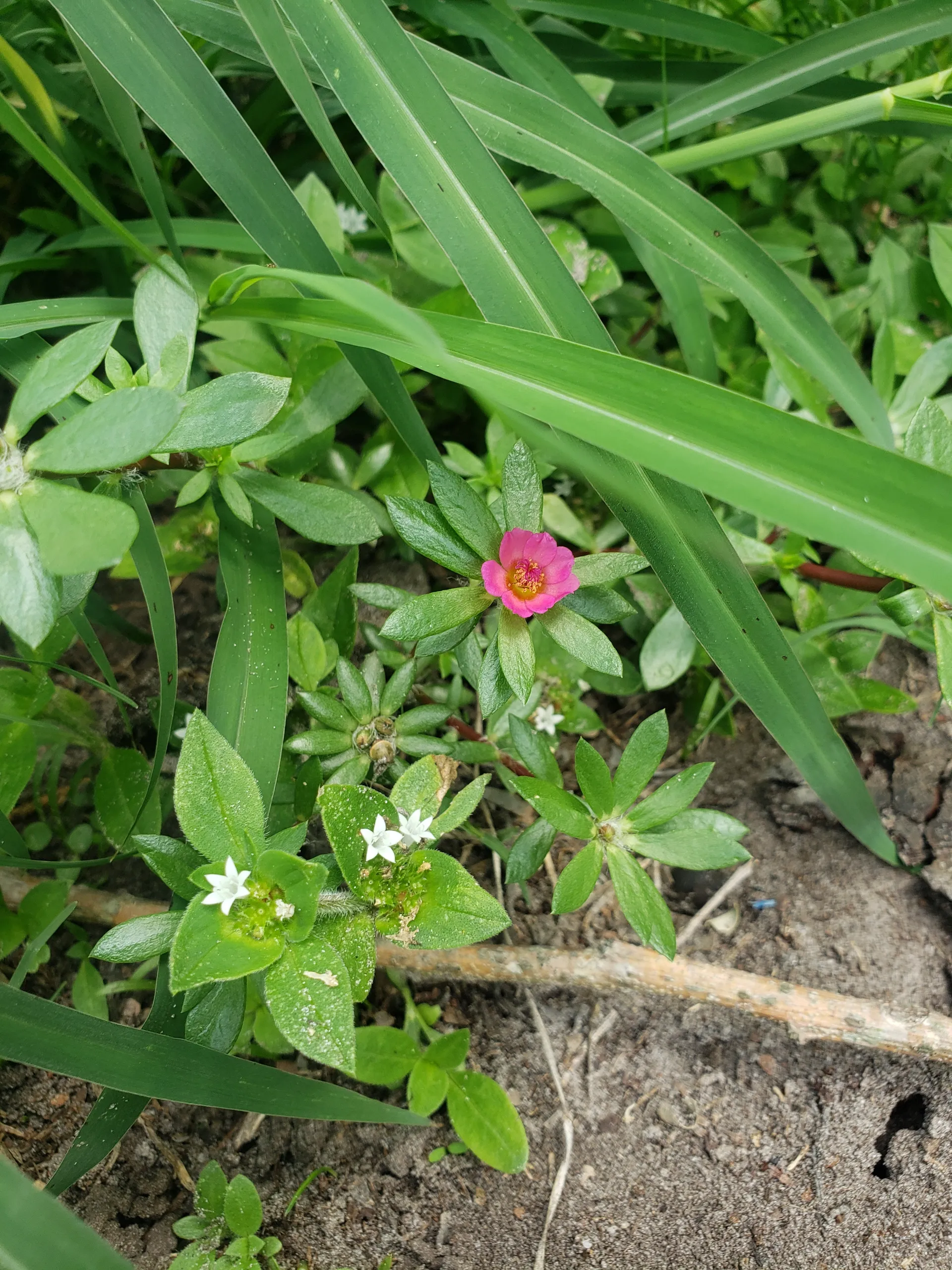 Becca Lola OnlyFans header