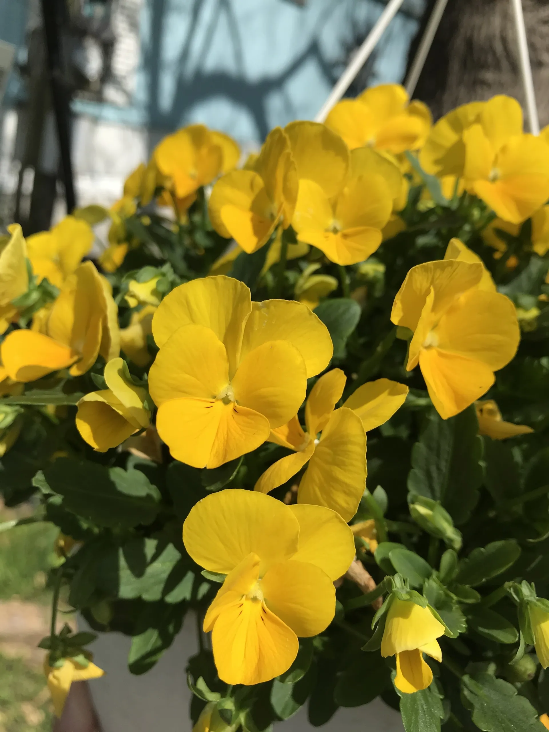 🖤🌙✨😈 OnlyFans header