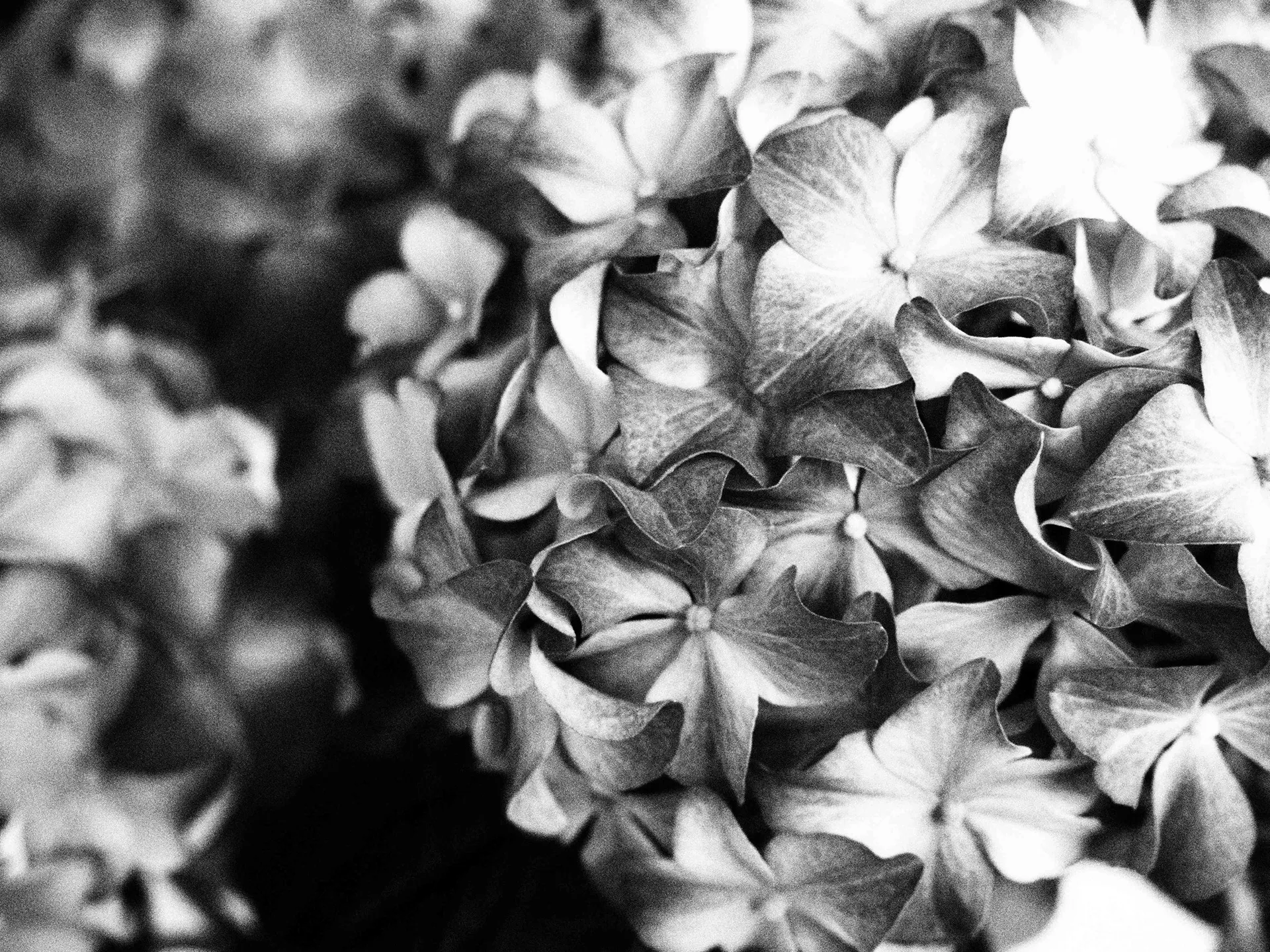 Blondie OnlyFans header