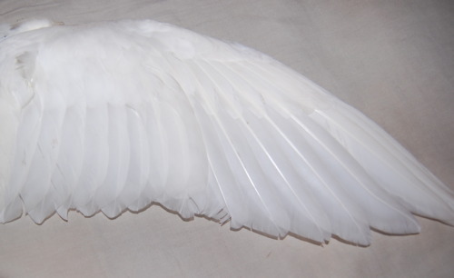 ..✩ ✰. вαвуX∂σℓℓ ✩ ✰ .. OnlyFans header