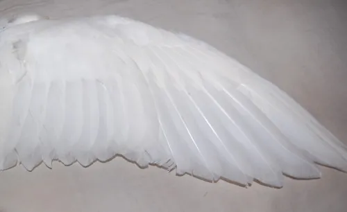 ..✩ ✰. вαвуX∂σℓℓ ✩ ✰ .. OnlyFans header