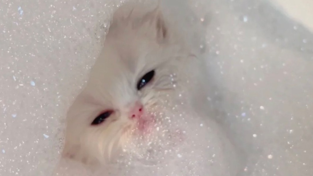 🩷🌷 OnlyFans header