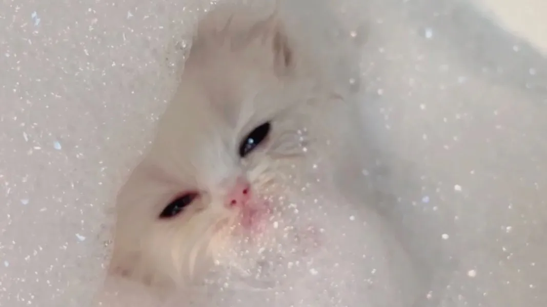 🩷🌷 OnlyFans header