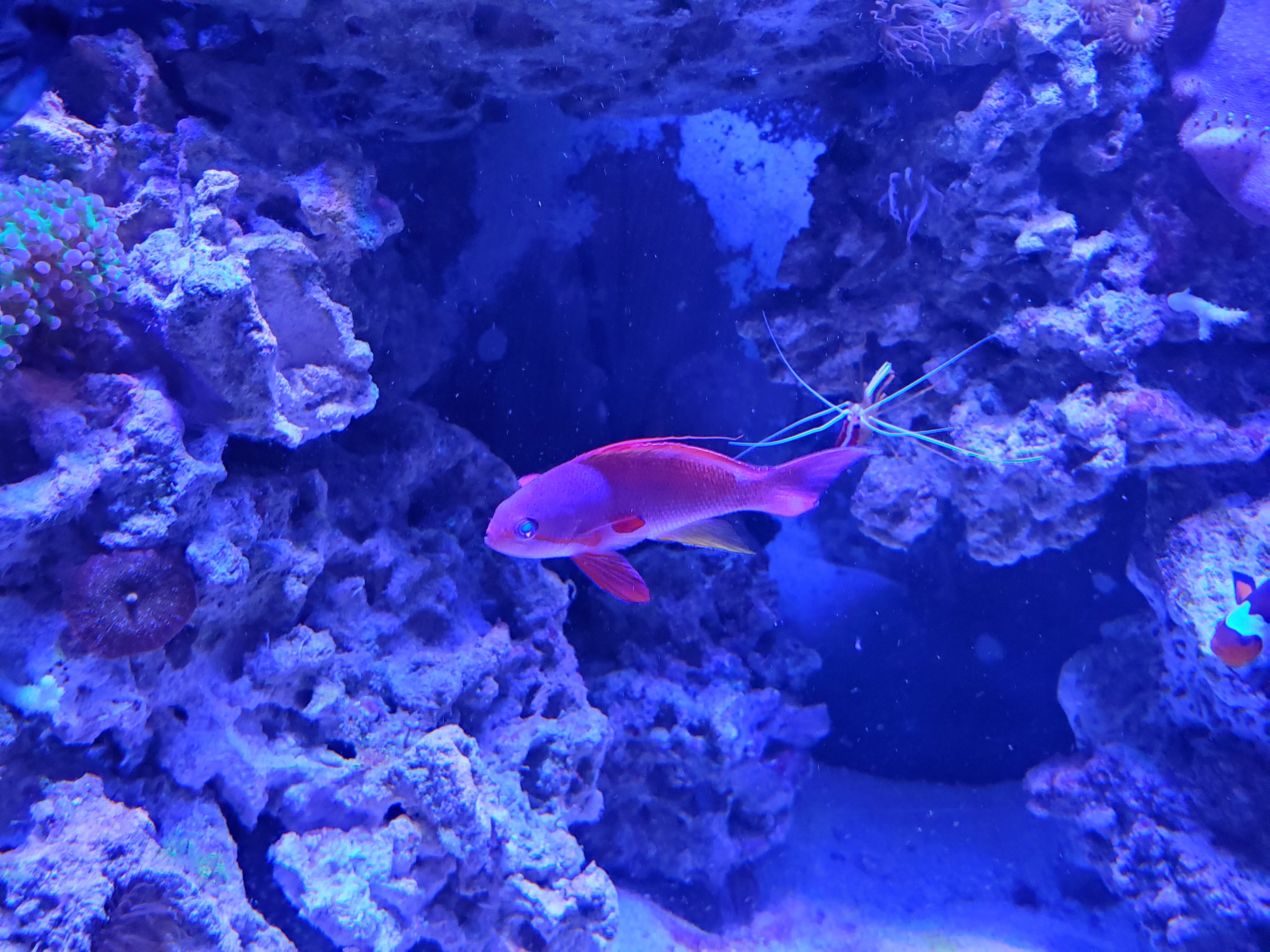 Tommy Gun OnlyFans header