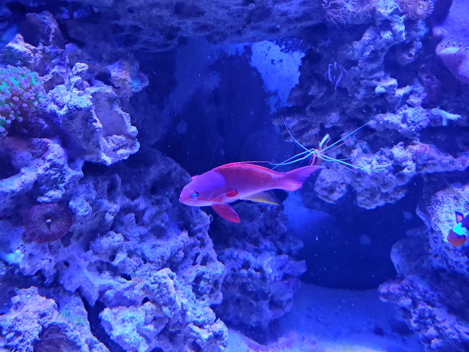 Tommy Gun OnlyFans header