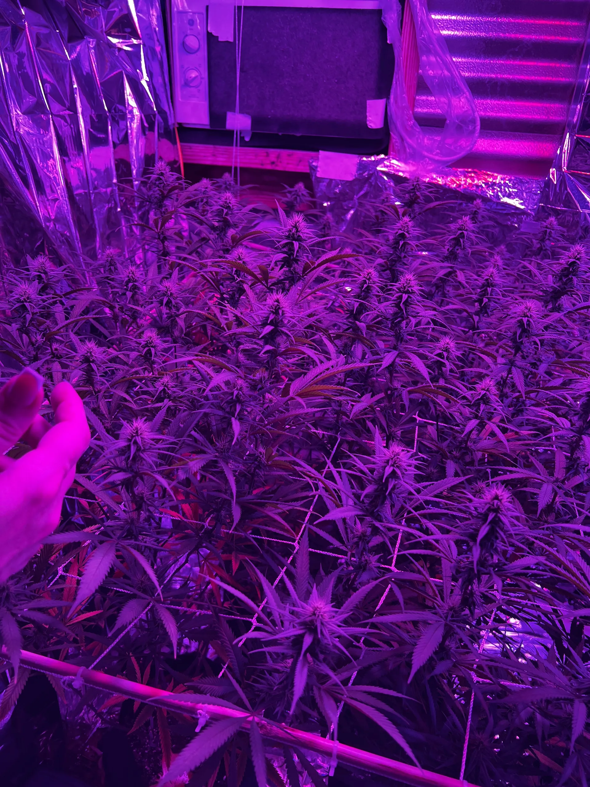 buttercream 💋 OnlyFans header