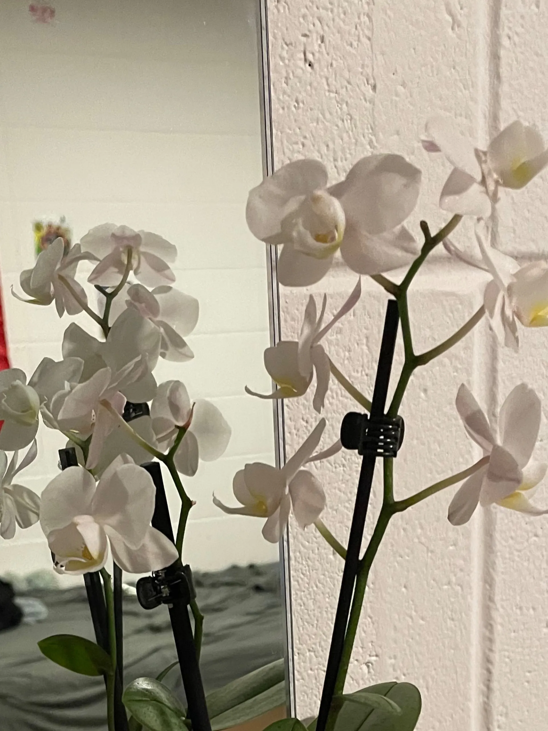 Elle OnlyFans header