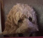 Xeno OnlyFans header