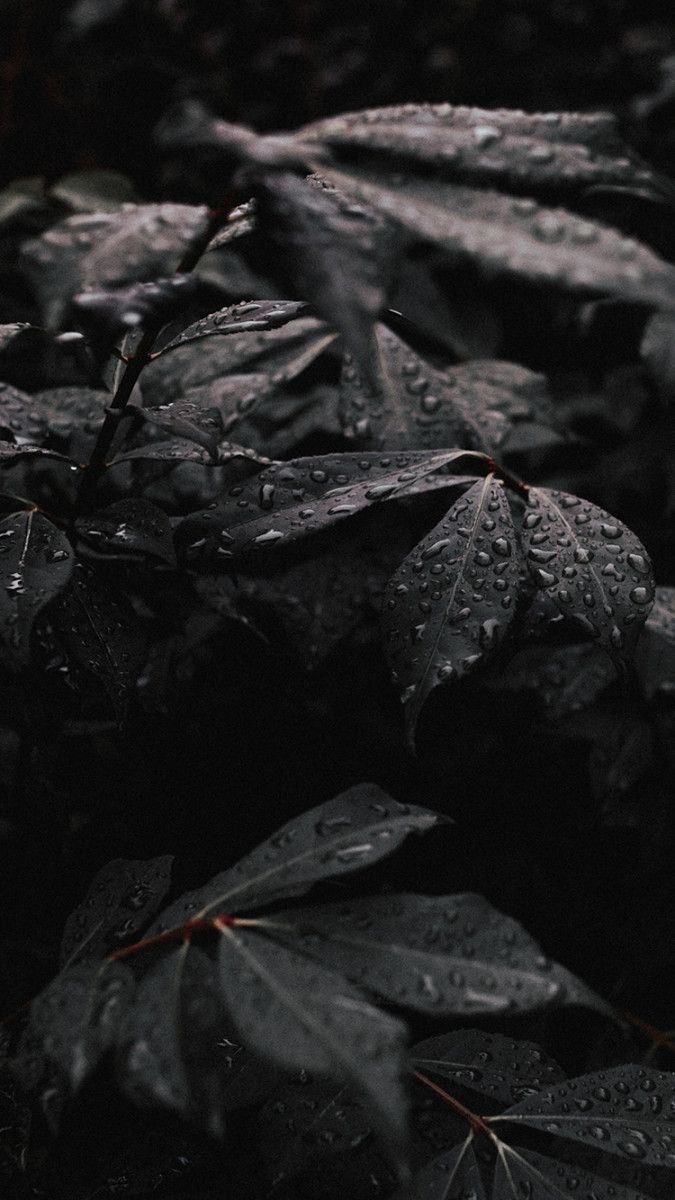 Charlie OnlyFans header