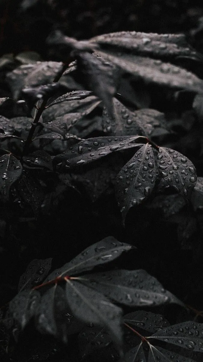 Charlie OnlyFans header