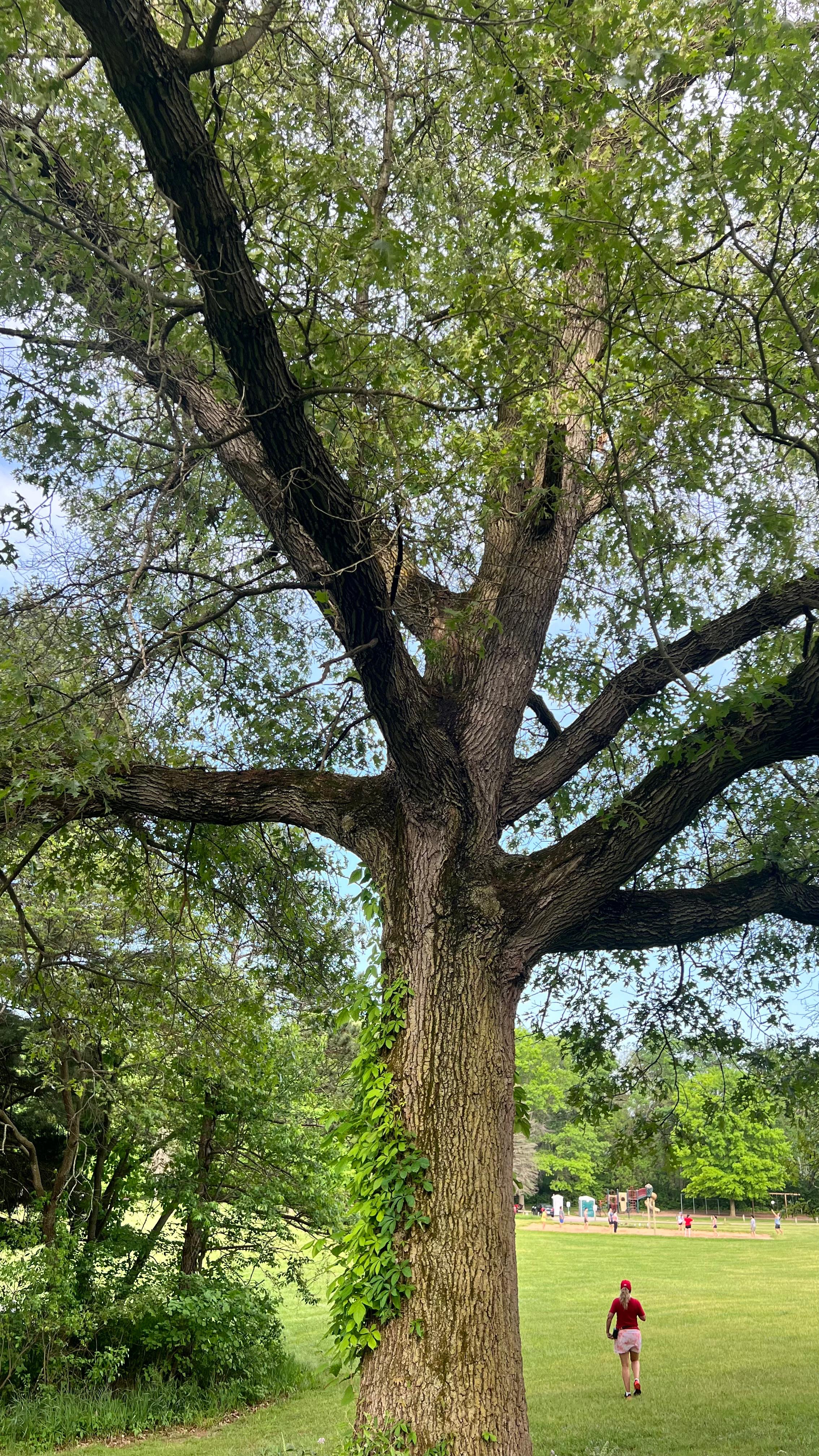 Francesco Pisani OnlyFans header