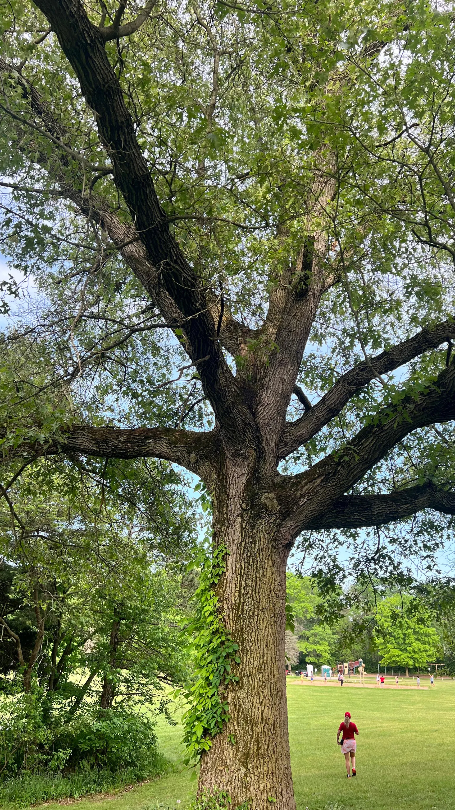 Francesco Pisani OnlyFans header