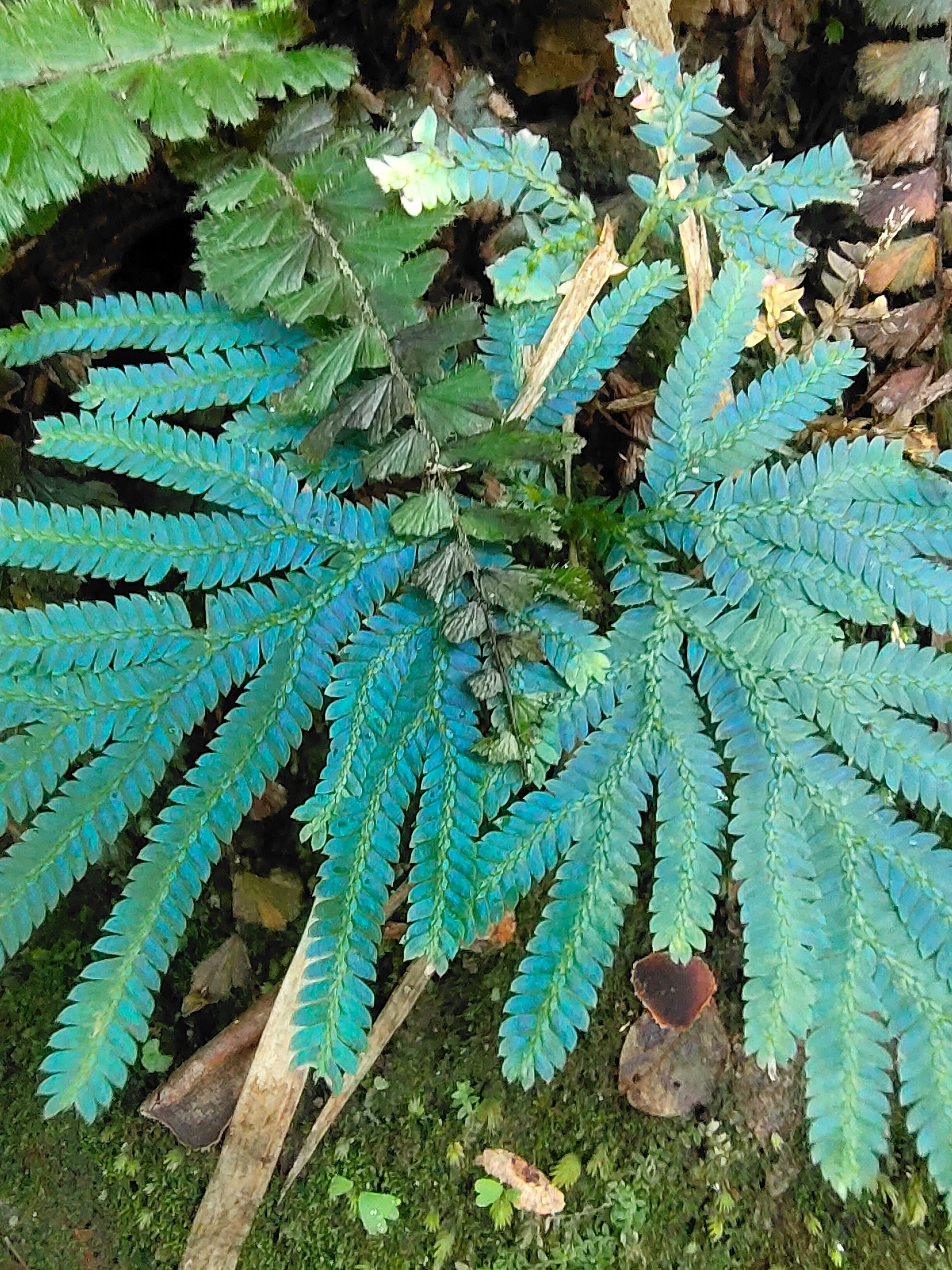 Goldeneye OnlyFans header