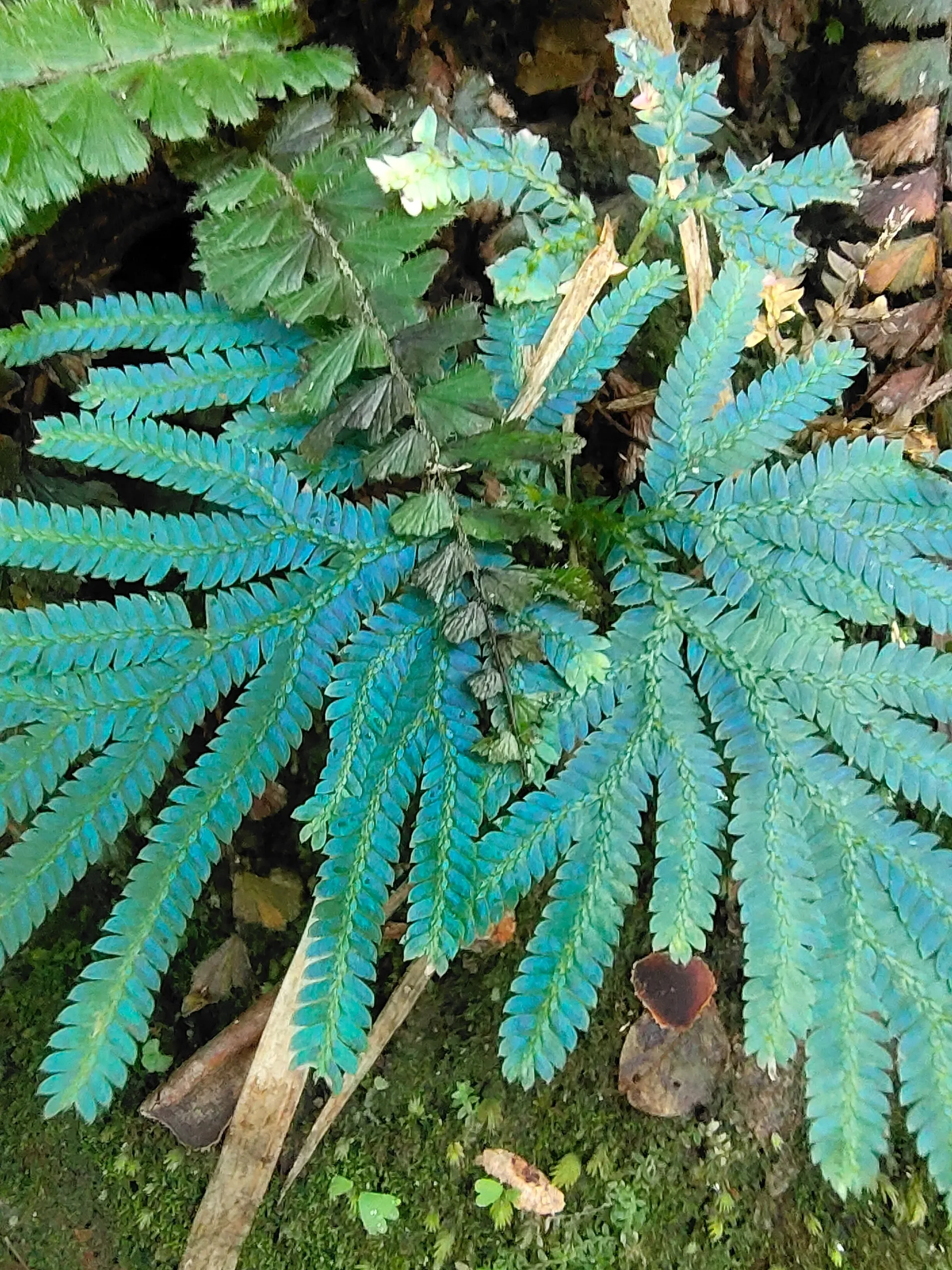 Goldeneye OnlyFans header