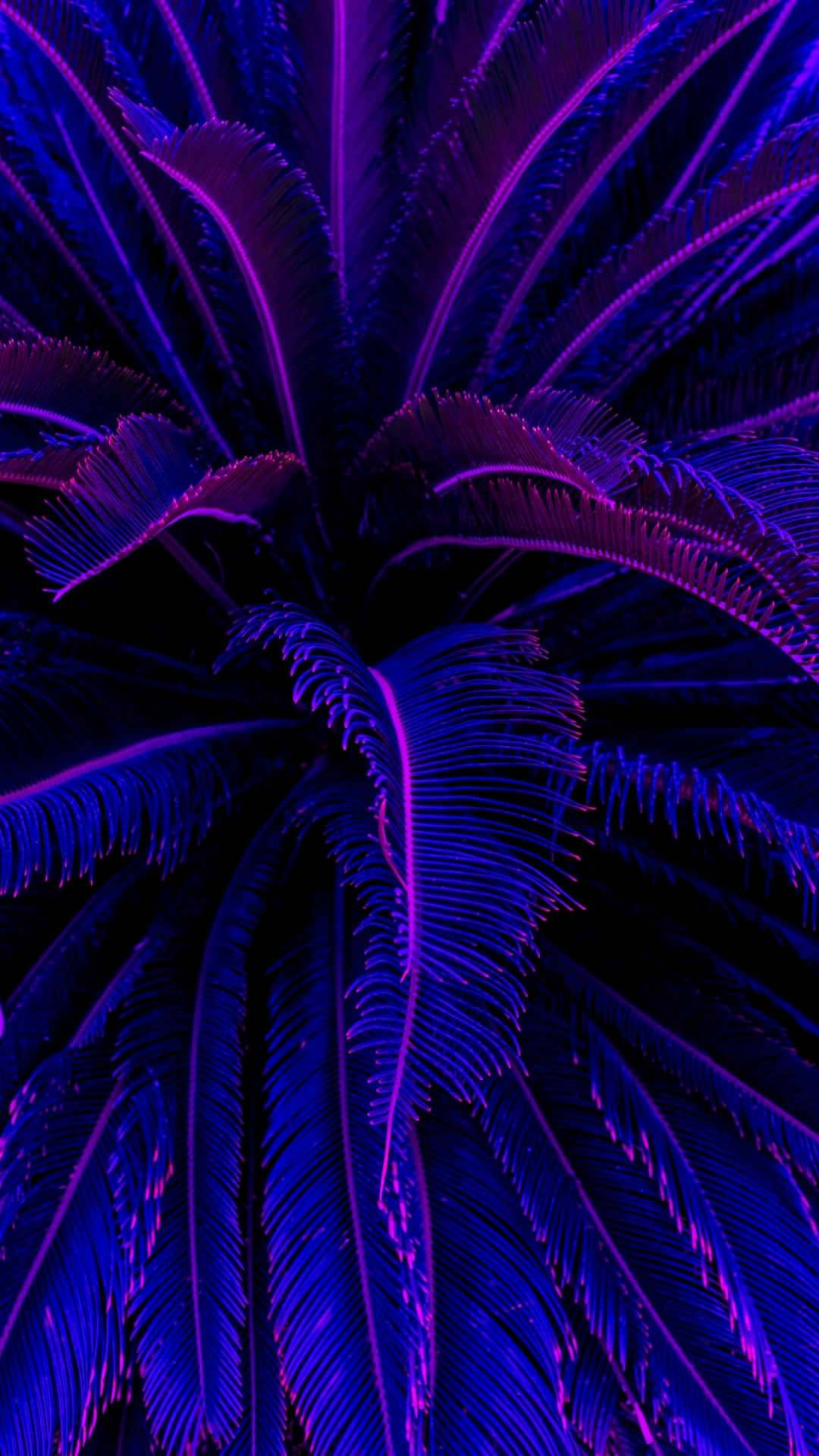 Xira Belladonna OnlyFans header