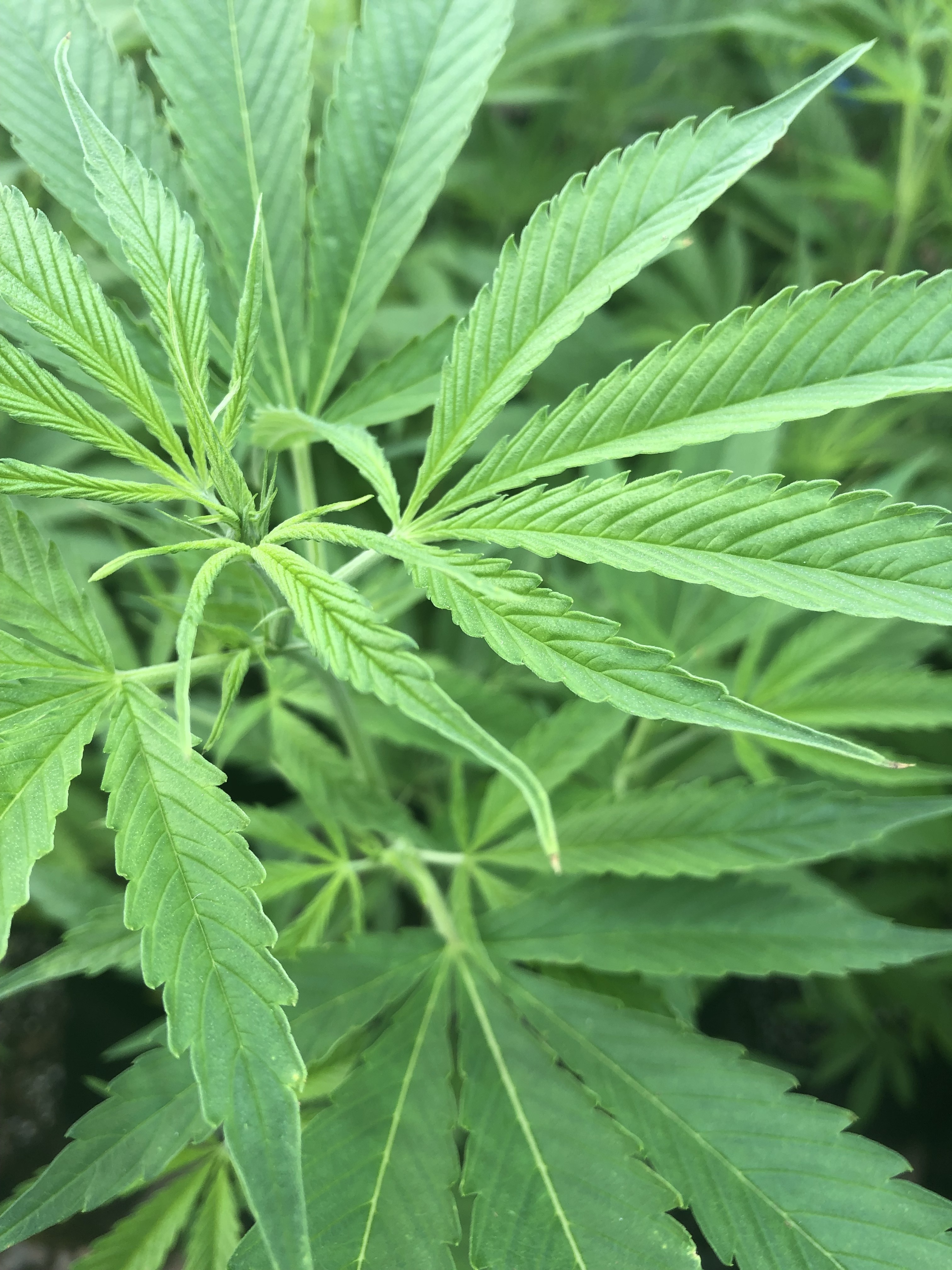 jade OnlyFans header