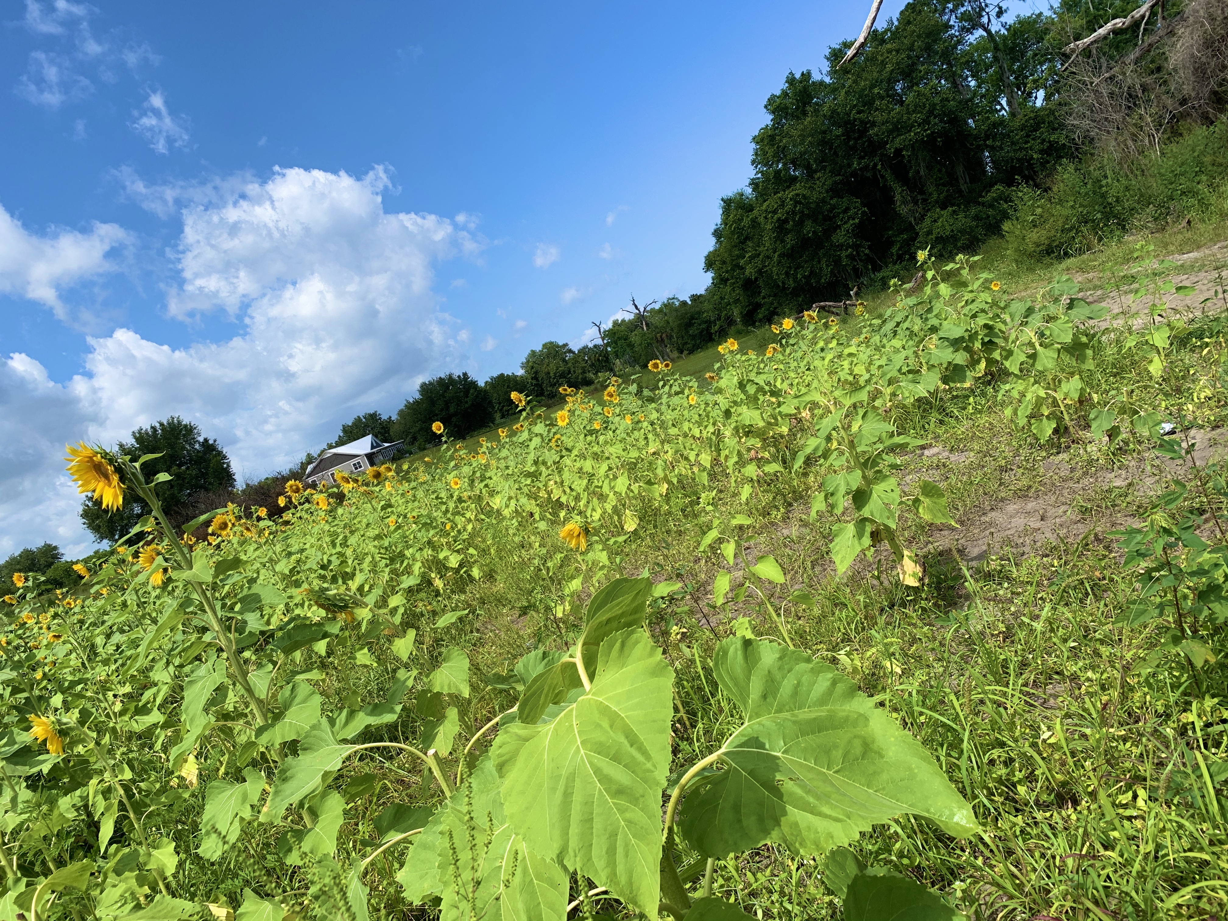 Kitty OnlyFans header