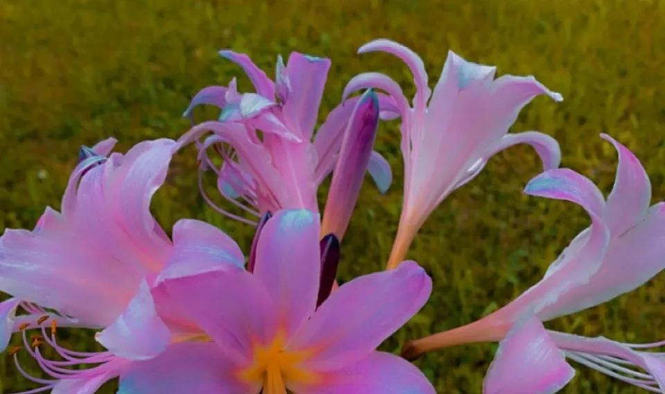 Libby OnlyFans header