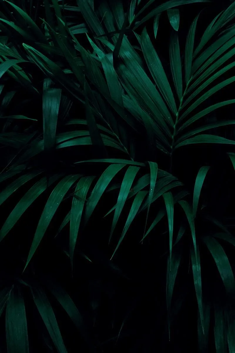 Lilly OnlyFans header