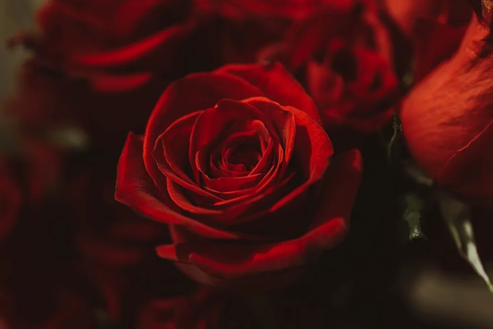 Little Bear FREE OnlyFans header