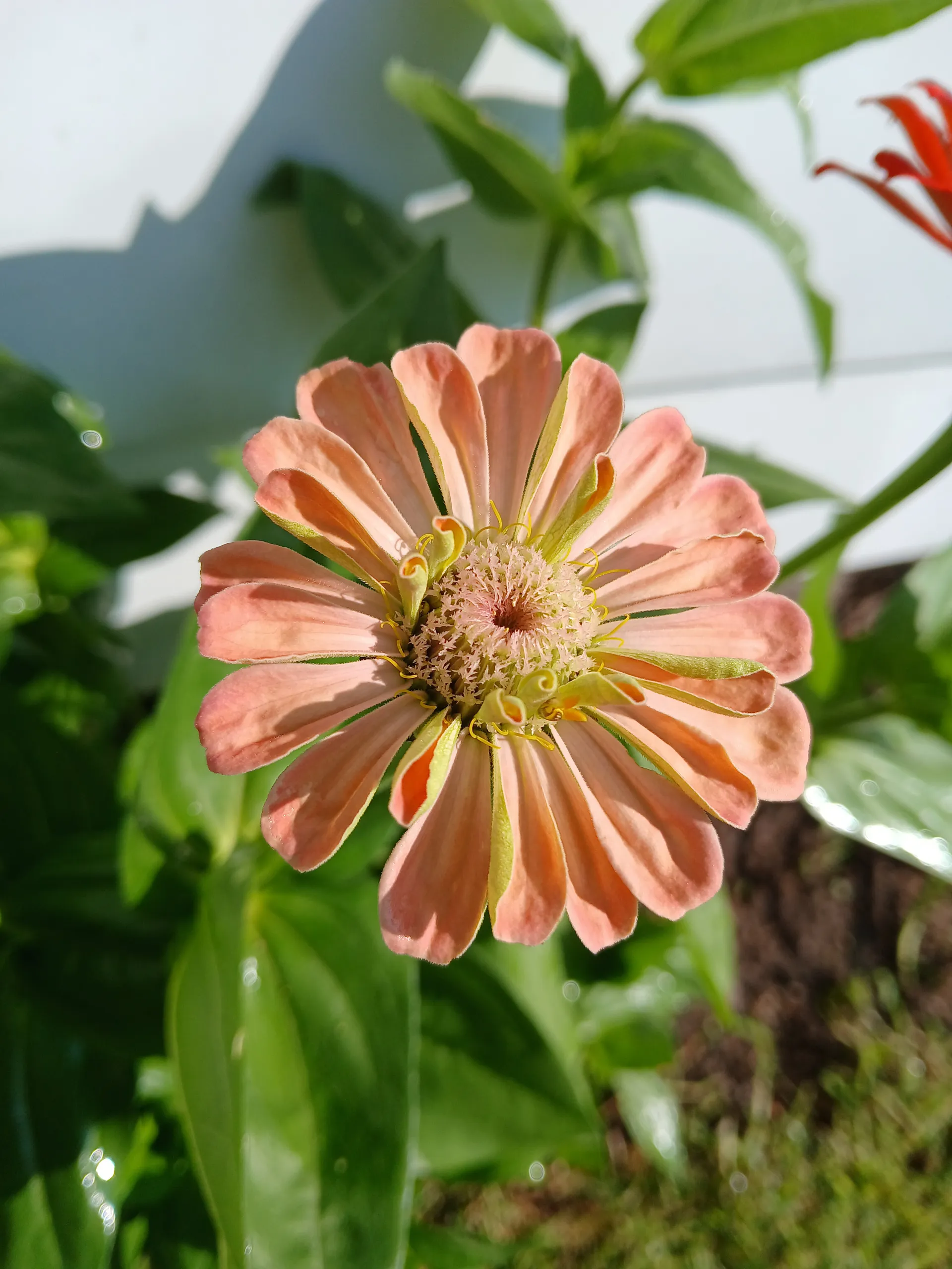 ✨️Aria-VIP OnlyFans header