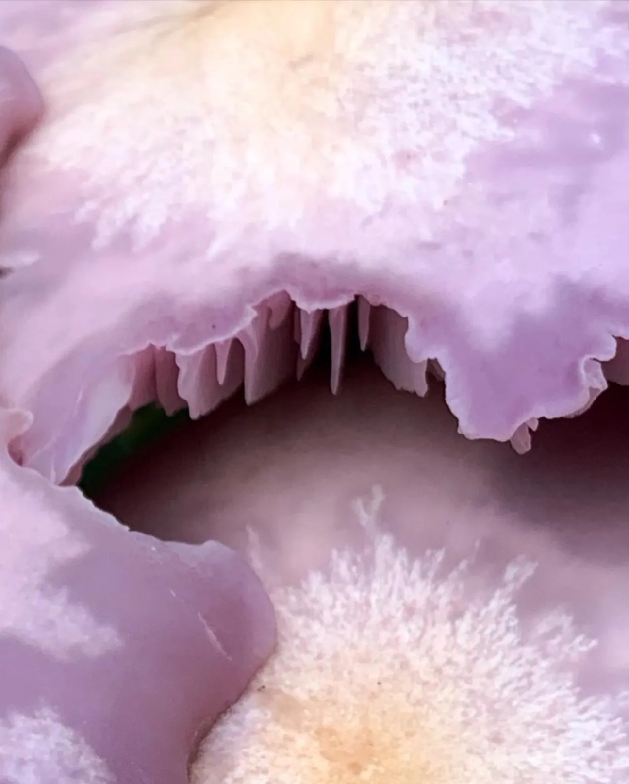 Luna Vitali OnlyFans header