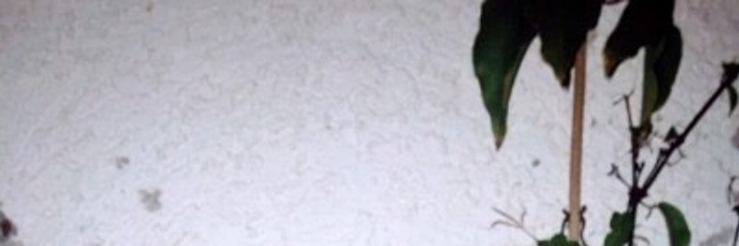 𝕯𝖆𝖓𝖙𝖊 𝕸𝖆𝖗𝖌𝖎𝖊𝖑𝖆 OnlyFans header