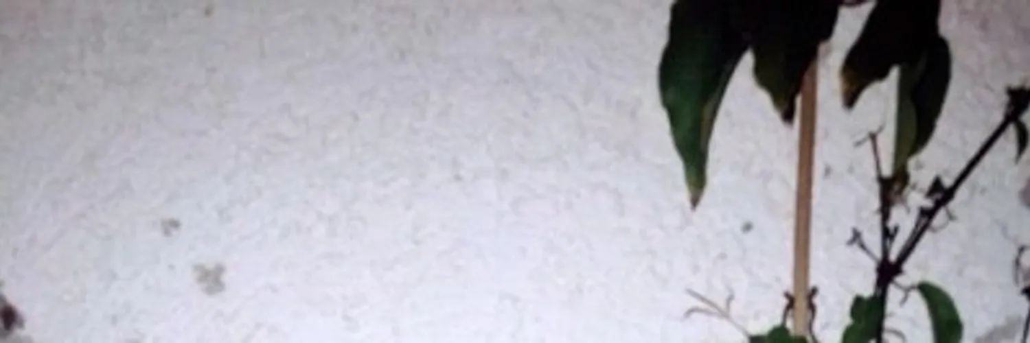 𝕯𝖆𝖓𝖙𝖊 𝕸𝖆𝖗𝖌𝖎𝖊𝖑𝖆 OnlyFans header