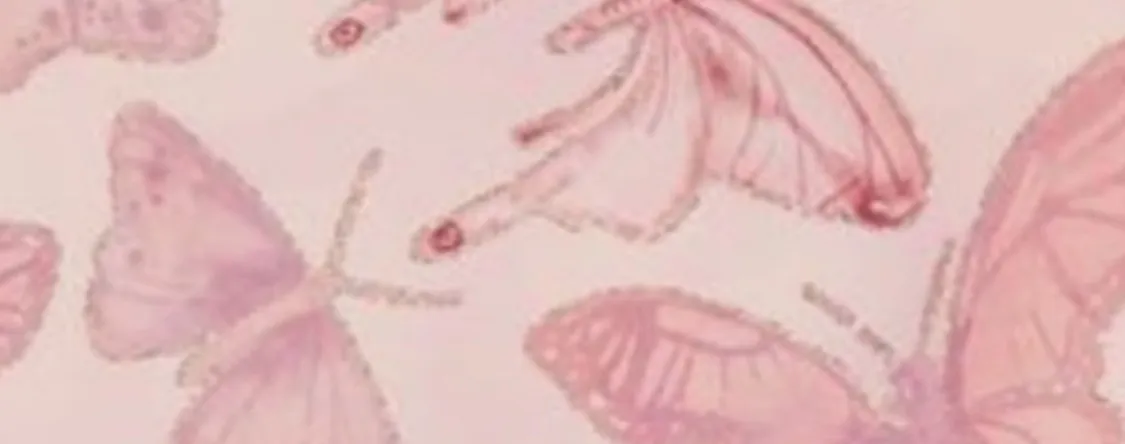 miranda OnlyFans header