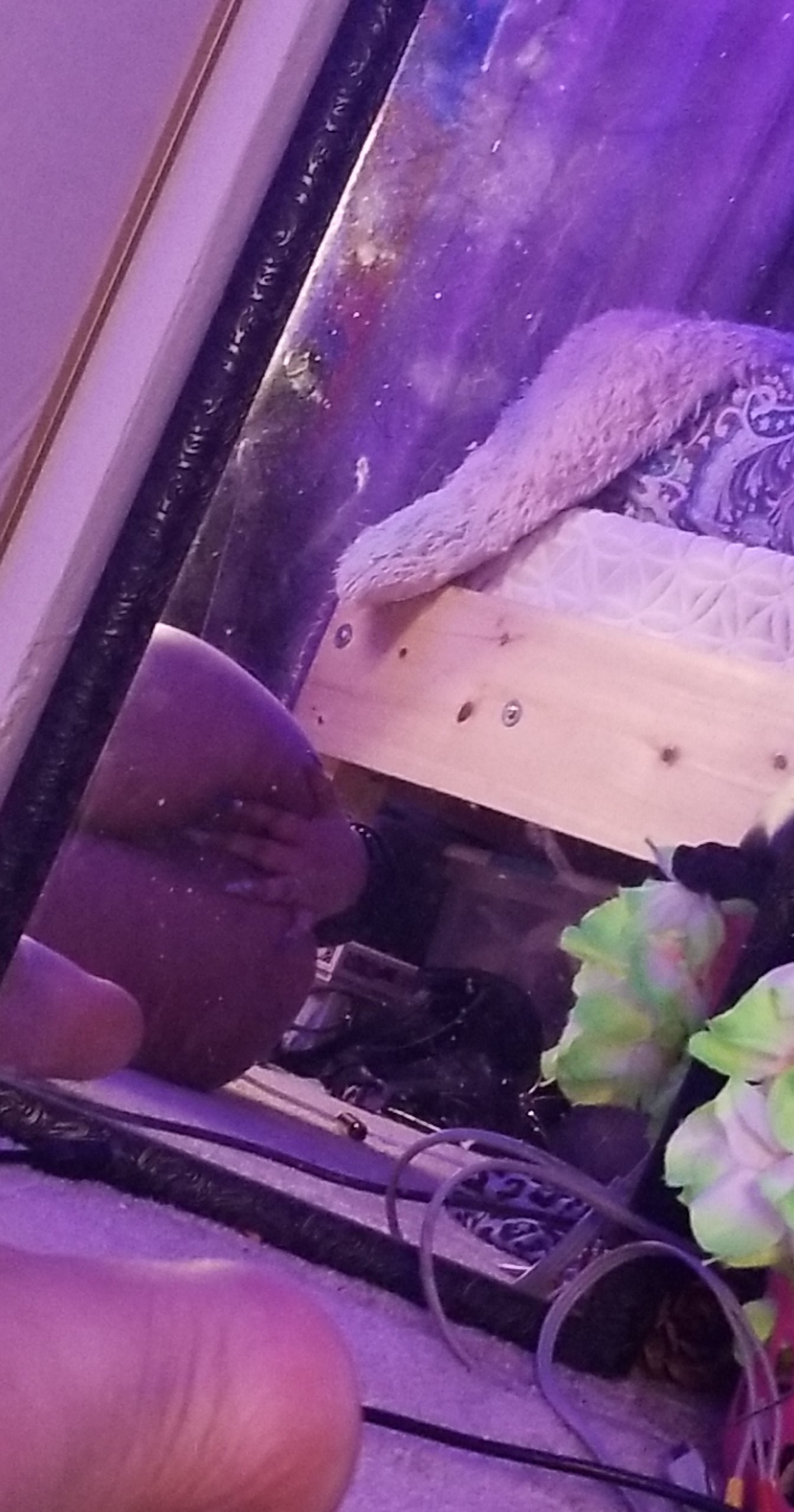 TwanaChan OnlyFans header