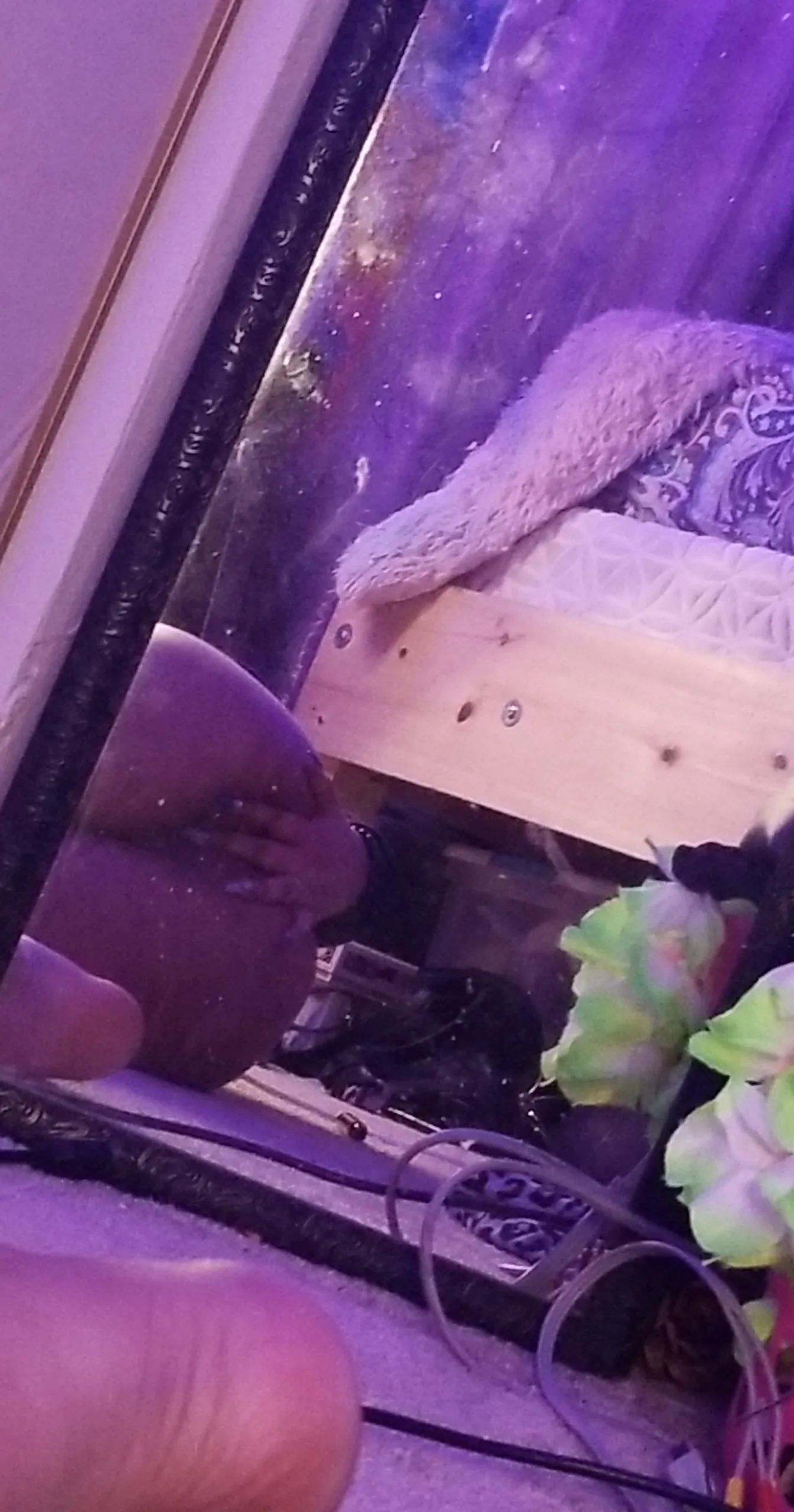 TwanaChan OnlyFans header