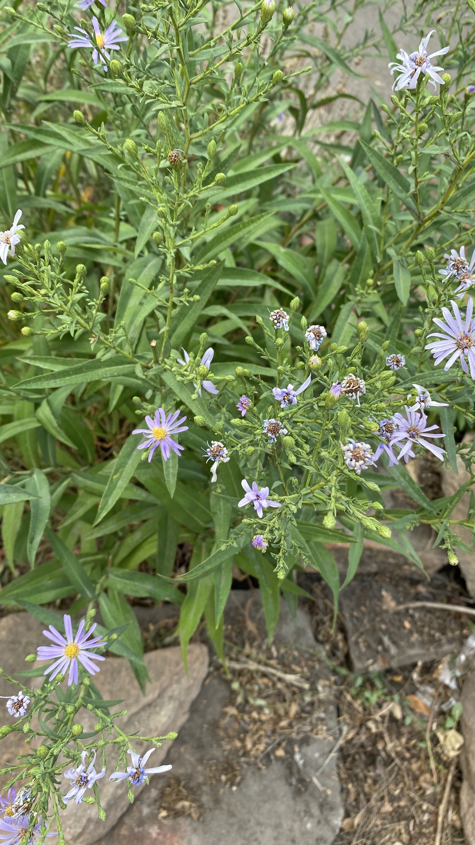 Daisy Duchess OnlyFans header