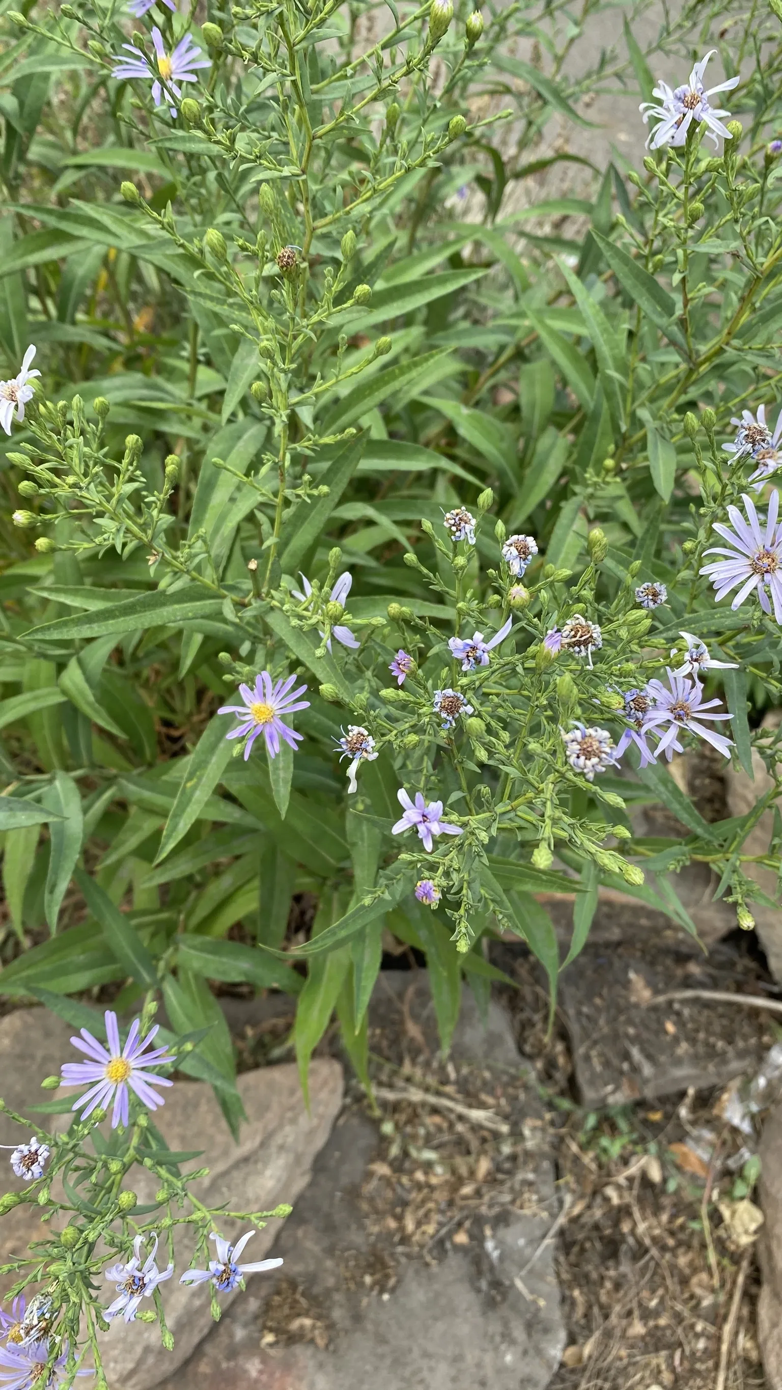 Daisy Duchess OnlyFans header