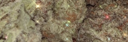 Nani OnlyFans header