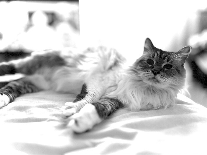 🪄✨💖✨ OnlyFans header