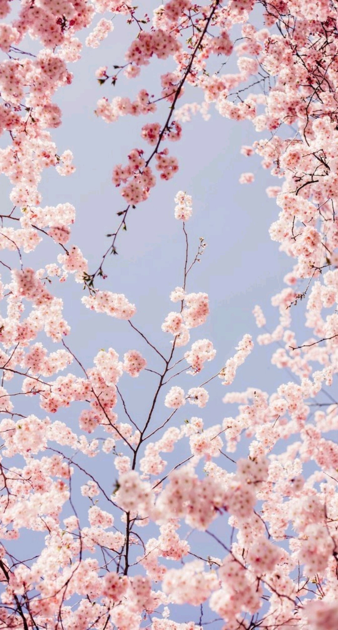 Obsidian Butterfly OnlyFans header