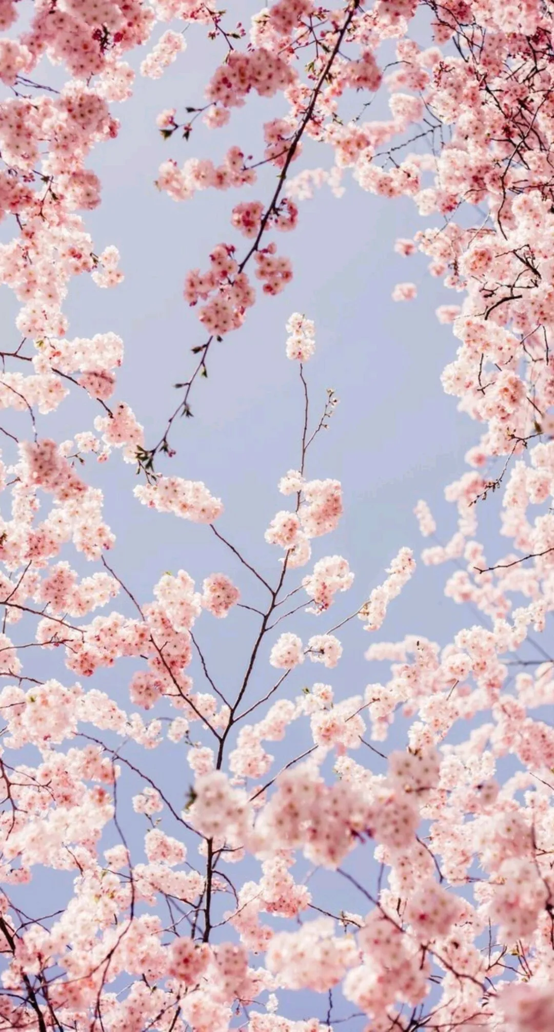 Obsidian Butterfly OnlyFans header