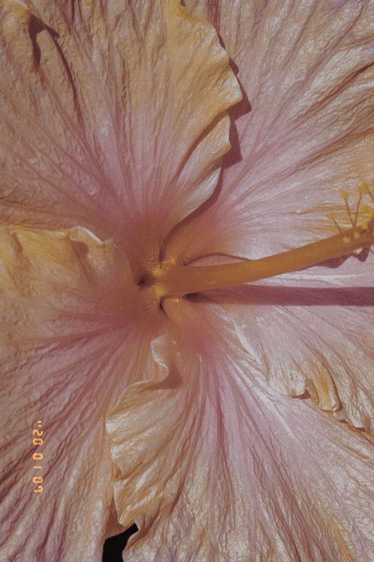 sophia OnlyFans header