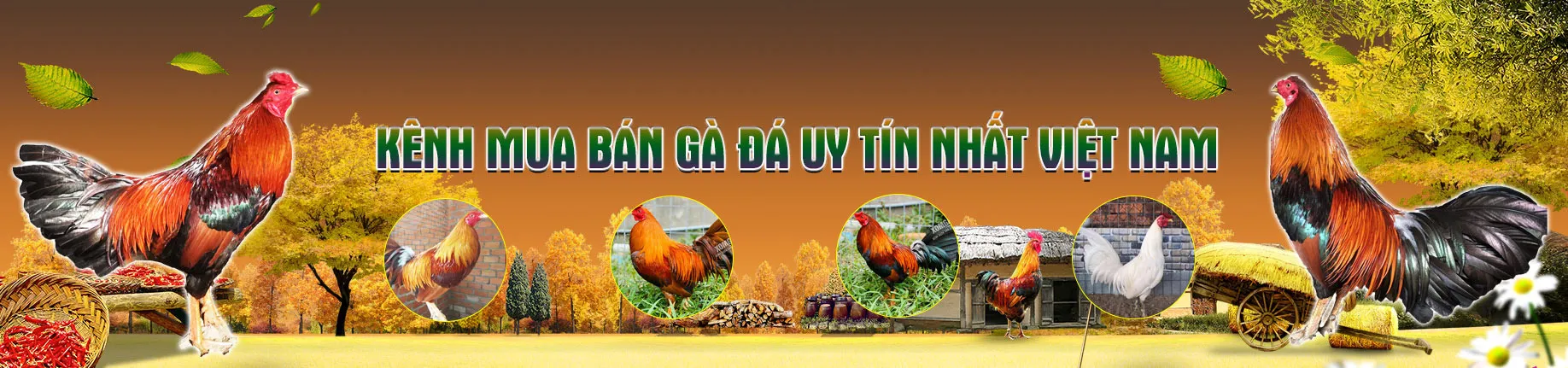 Xomga79vn OnlyFans header