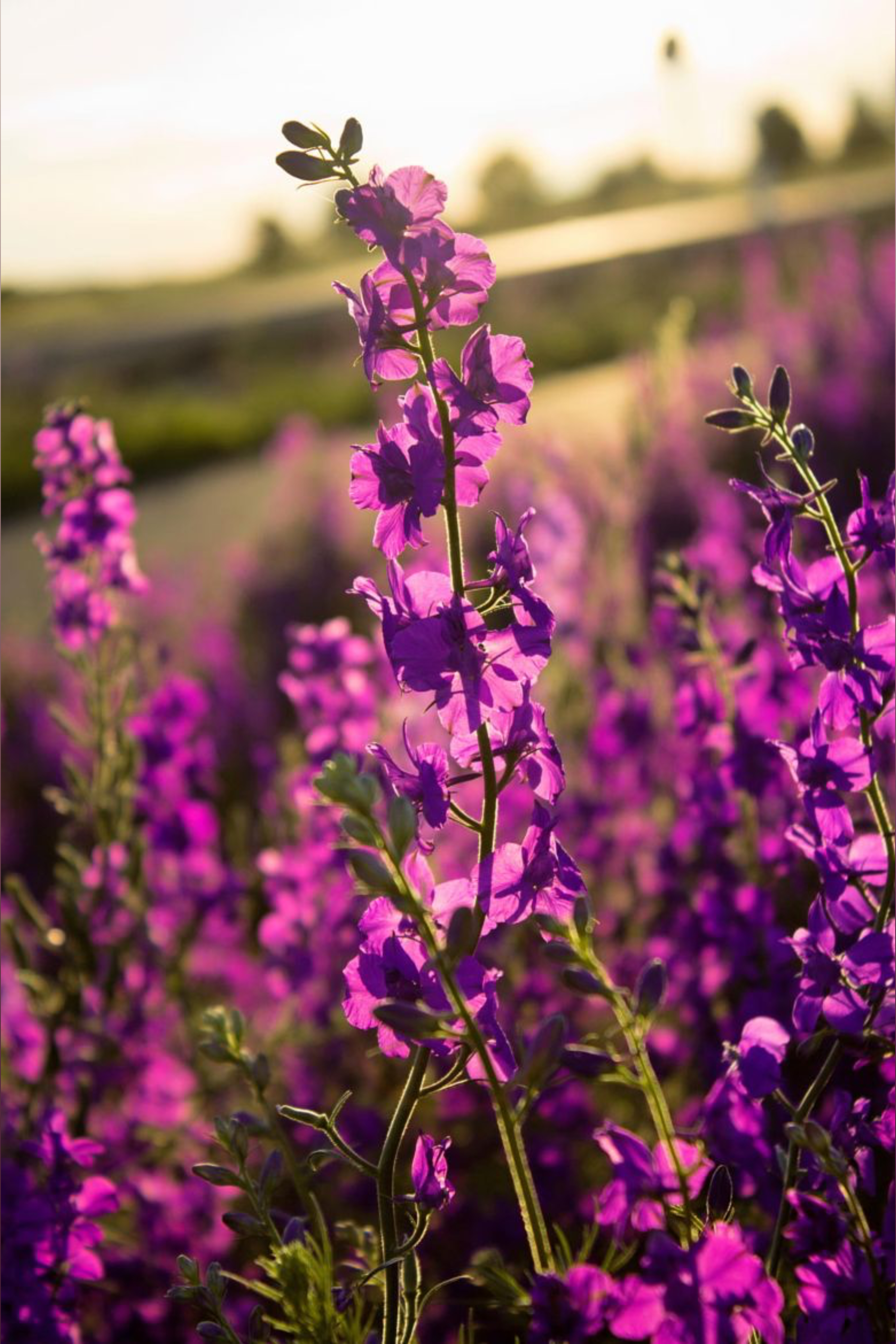 XoMidnightXo OnlyFans header