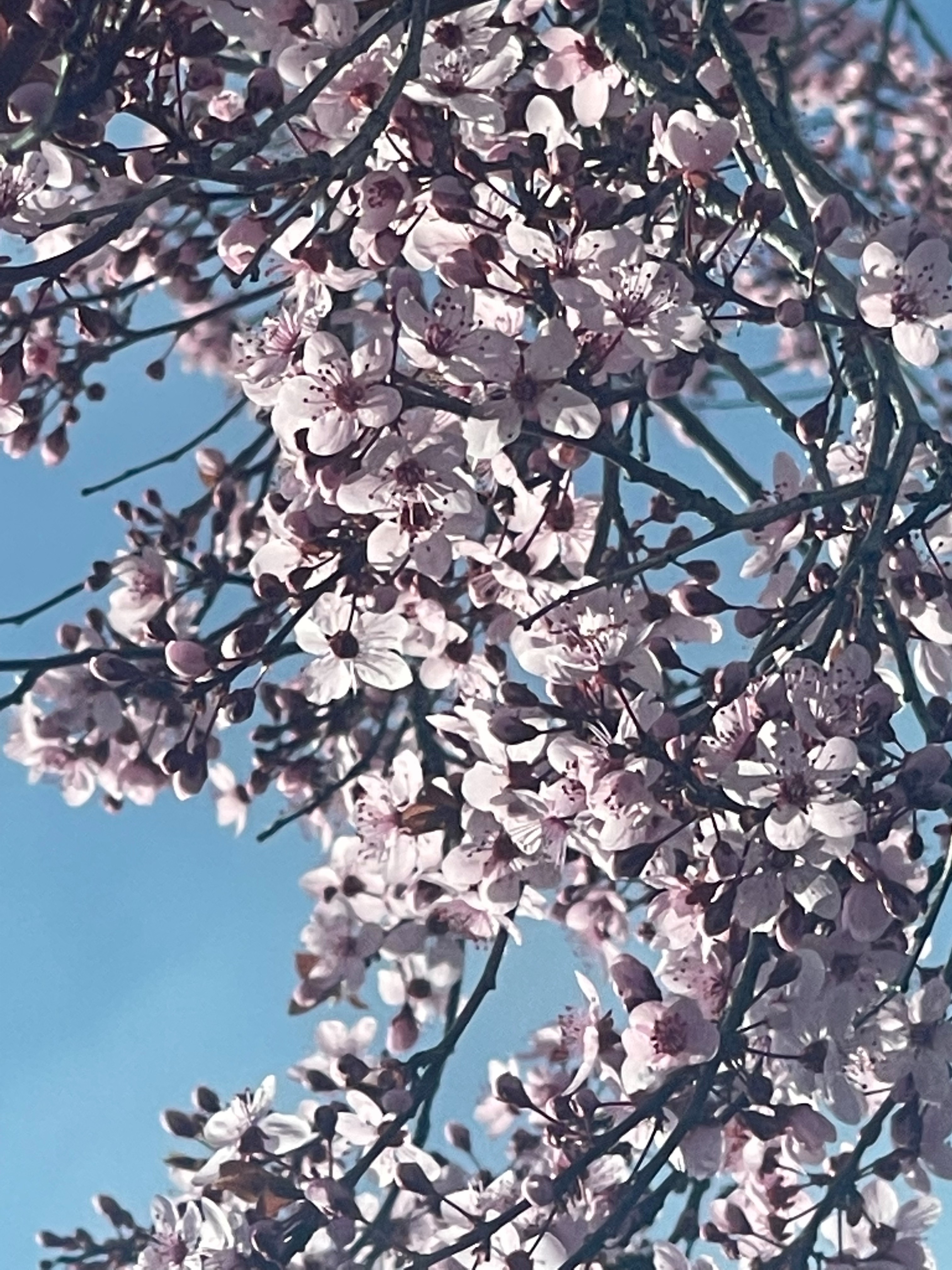 Scarlett Vera OnlyFans header